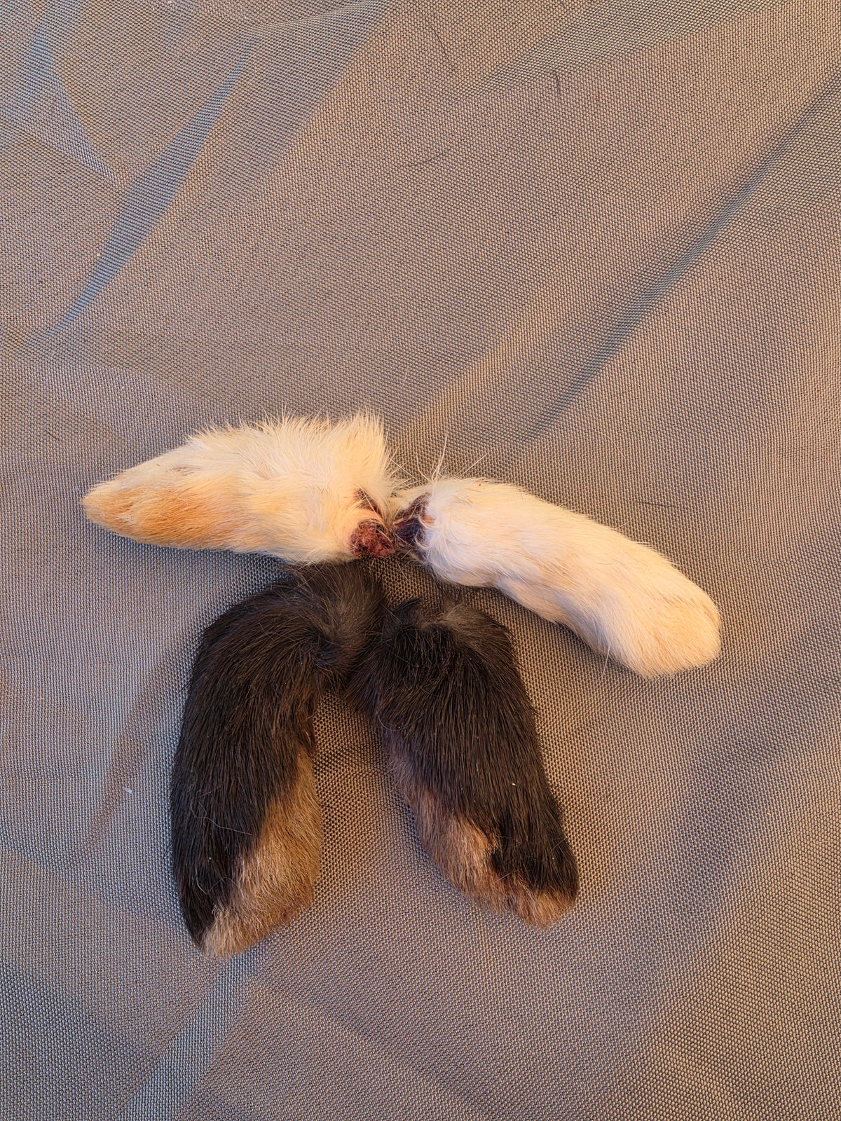 Dehydrated Front Rabbit Paw Chews