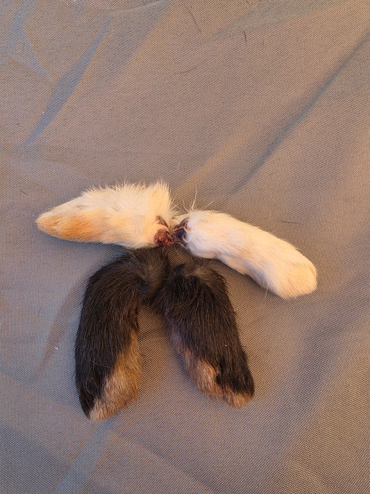 Dehydrated Front Rabbit Paw Chews