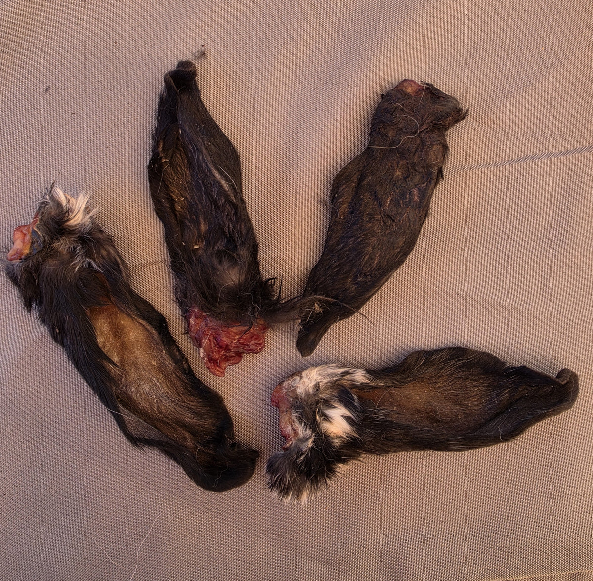 Dehydrated Rabbit Ears
