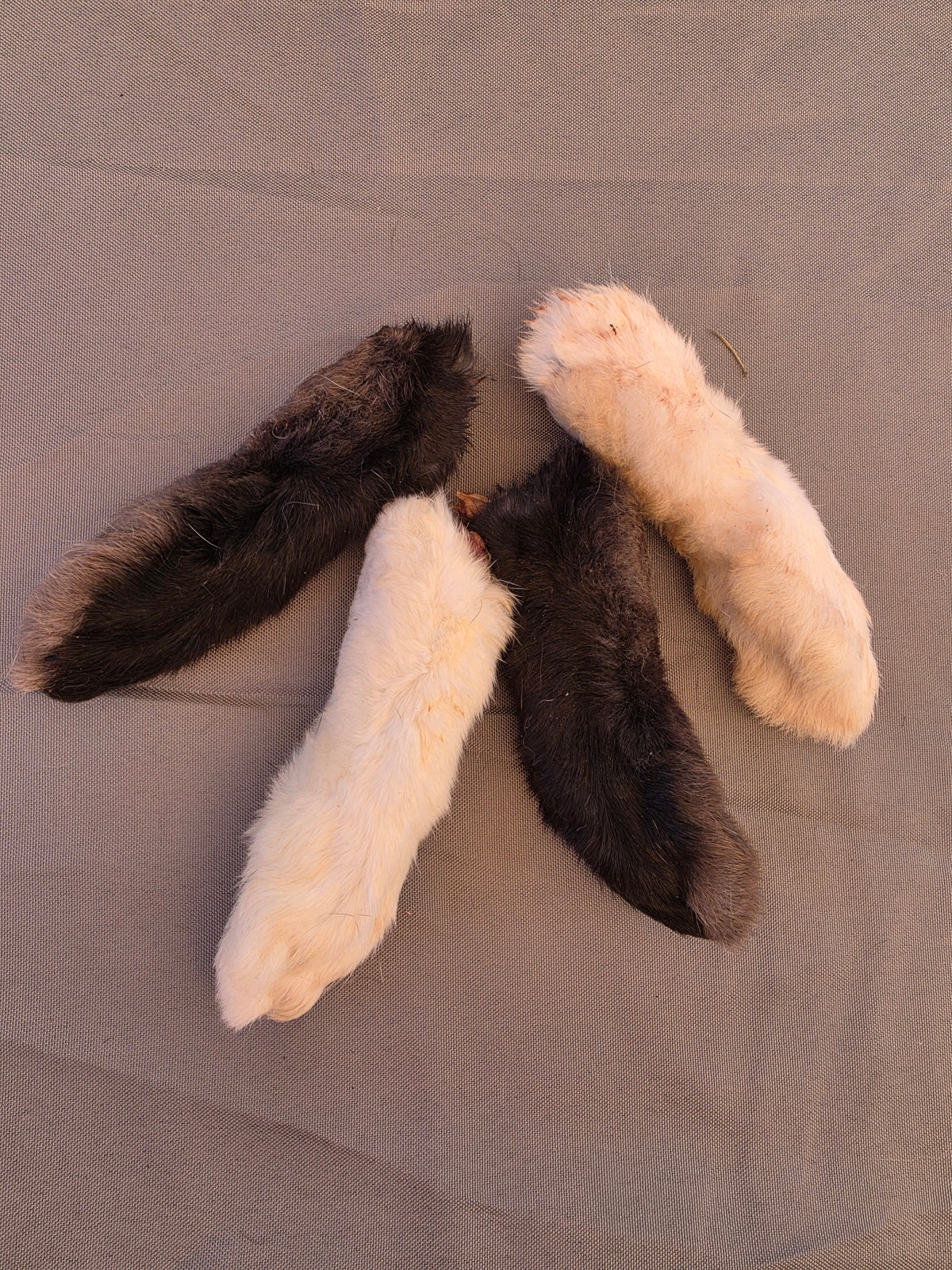 Dehydrated Hind Rabbit Feet Chew